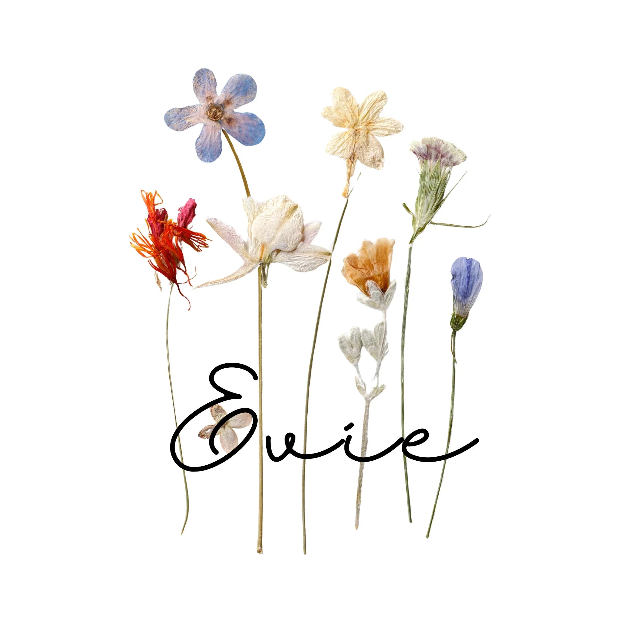 Dried wildflower design artwork with handwritten "Evie" text.