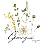 Botanical stem artwork with yellow flowers and cursive "Georgia"